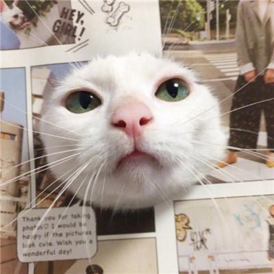 搞笑猫咪头像