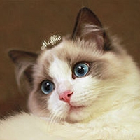 卡通猫头像图片大全