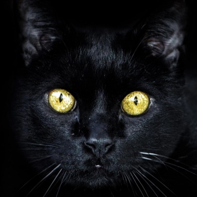 猫微信头像图片