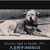 梁志超头像图片搞笑