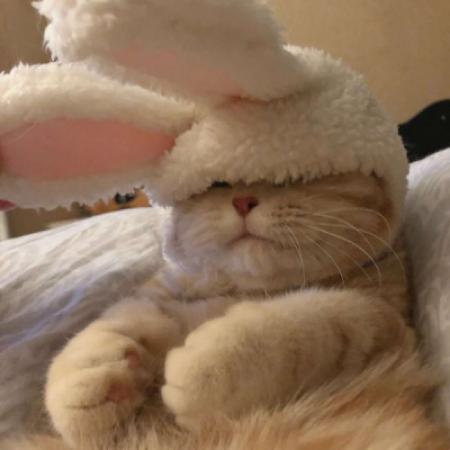 头像图片可爱猫咪