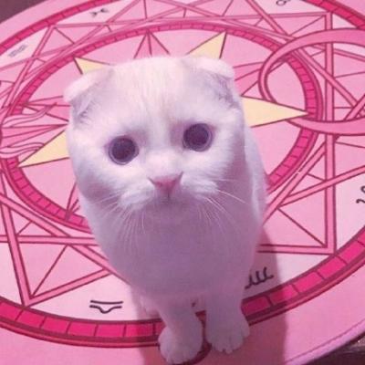 搞笑猫图片头像