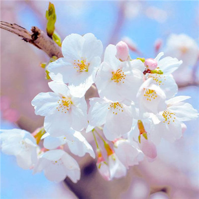 微信头像图片2021花草