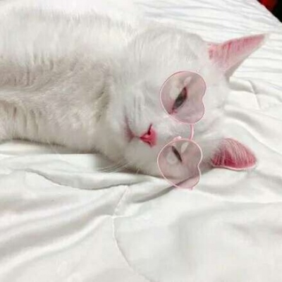 搞笑头像猫