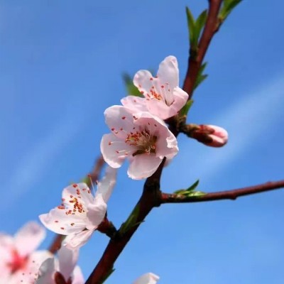 微信花草头像大全带来好运的头像