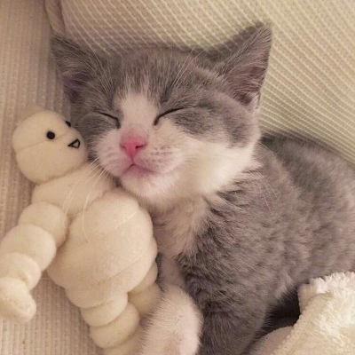 汤姆猫微信头像图片