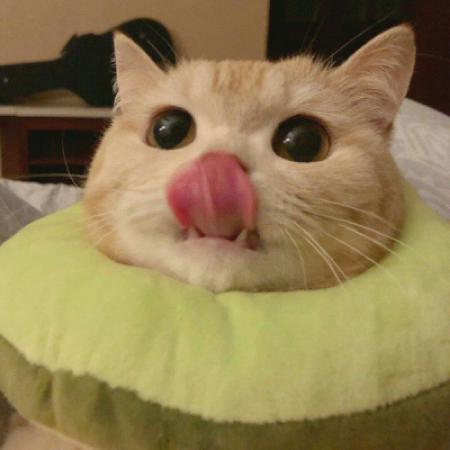 超可爱猫咪头像