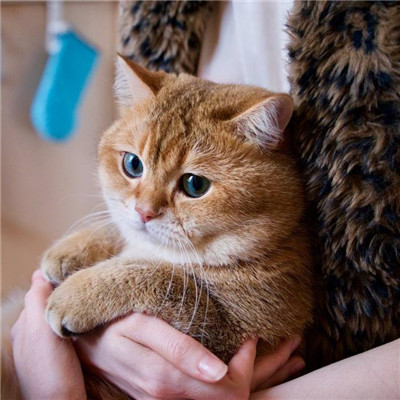 汤姆猫头像高清大图