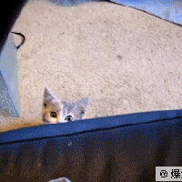 汤姆猫头像搞笑