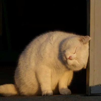 招财猫猫 头像