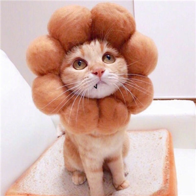 属鼠头像能用猫吗