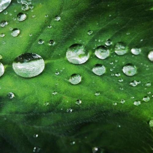 好看植物头像图片大全