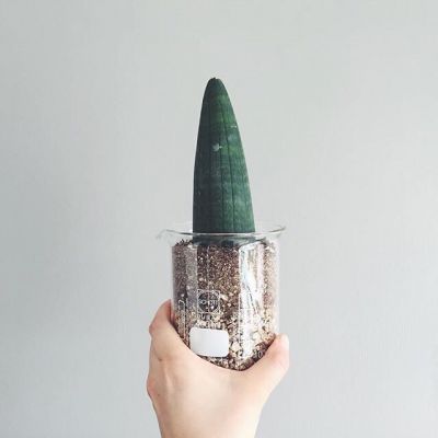 微信头像图片大全高清蜂鸟