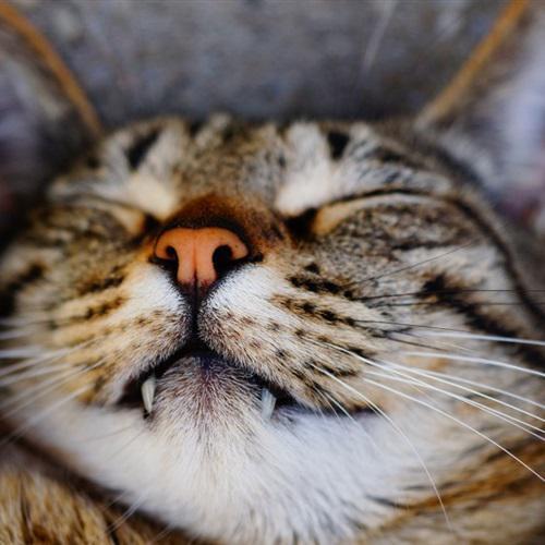 猫咪头像可爱微信头像治愈系