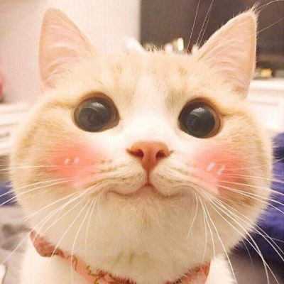 头像图片2023最新款猫