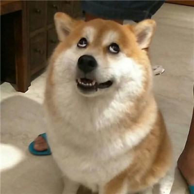 超级搞笑狗的头像