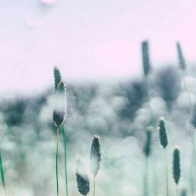 微信花草头像图片高清