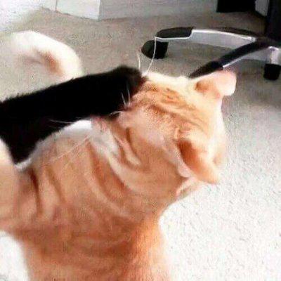 动物头像猫