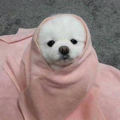 好看的动物头像