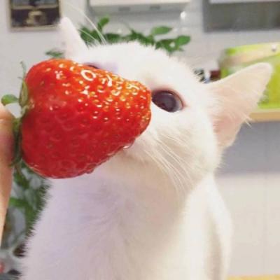 汤姆猫头像图片