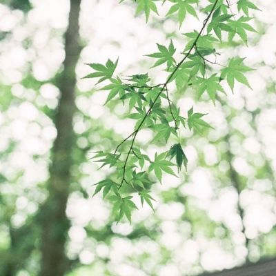 唯美花草头像高清图片