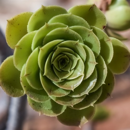 植物微信头像图片大全可爱