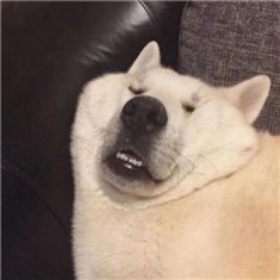 光头像什么动物