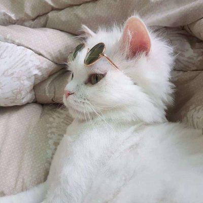 动物干饭头像可爱