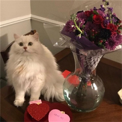 最旺财的微信头像平安招财猫