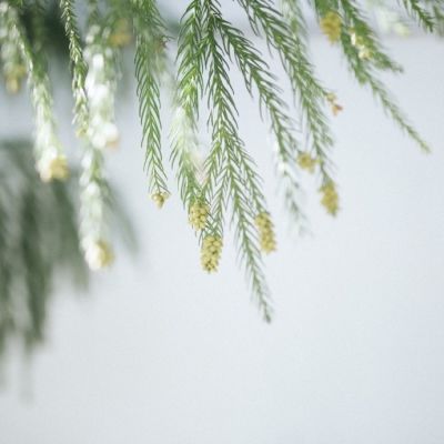微信头像唯美图片 清新 简约