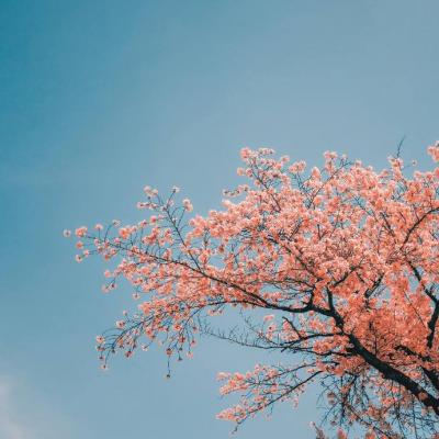 春天风景头像高清图