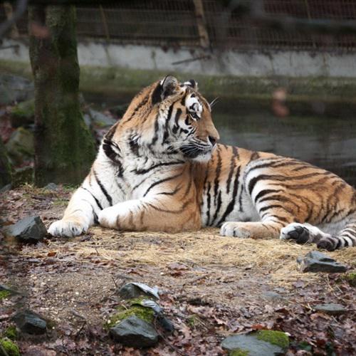 猛虎头像图片大全大图
