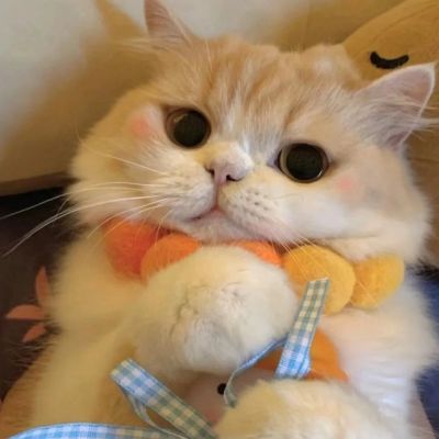 头像图片大全情侣头像猫和老鼠