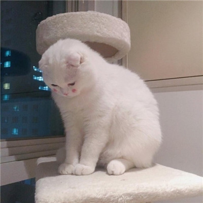 汤姆猫头像抑郁