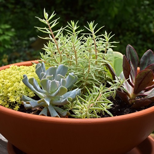 微信植物头像图片大全