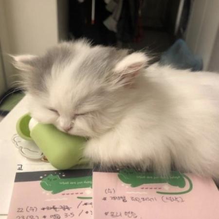 猫猫头像大全可爱