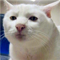 猫和老鼠搞笑头像