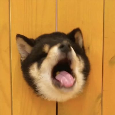 猫和老鼠情侣头像