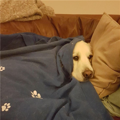 狗狗鬼畜头像搞笑狗