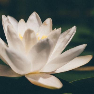 微信头像佛系莲花图片