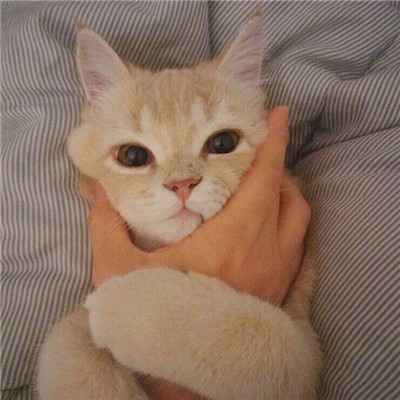 汤姆猫高清头像
