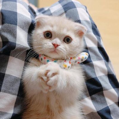 猫猫可爱头像
