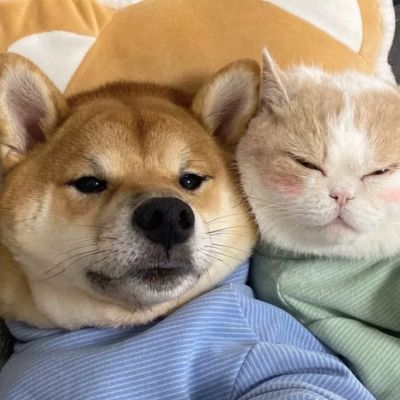可爱猫猫情侣头像