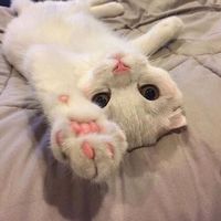 猫咪微信头像