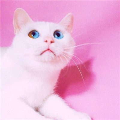 猫羽雫高清头像可爱