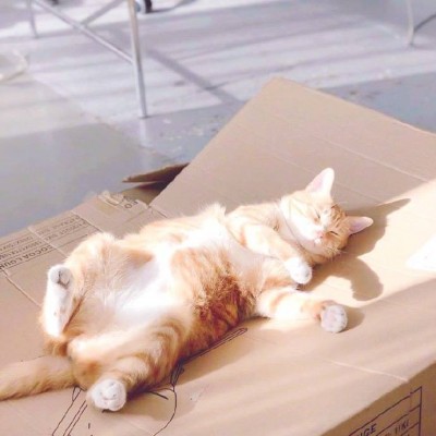 2021超可爱的猫咪头像图片