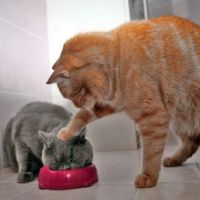 可爱猫咪头像