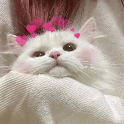 猫咪头像情侣