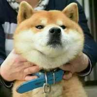 三人头像逗比搞笑