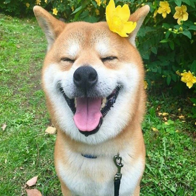 耀阳头像柴犬